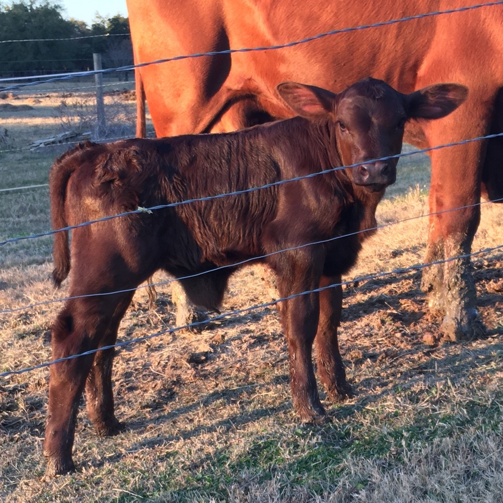 New items listed-plz share -cow in the hospital - Picture 4 of 5